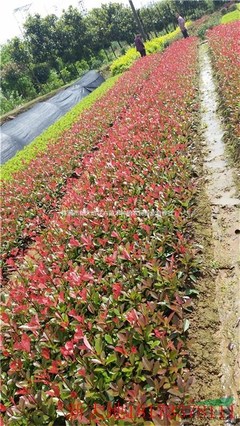 株洲市新大地花卉苗木種植農(nóng)民專(zhuān)業(yè)合作社