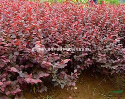 株洲市新大地花卉苗木種植農(nóng)民專(zhuān)業(yè)合作社