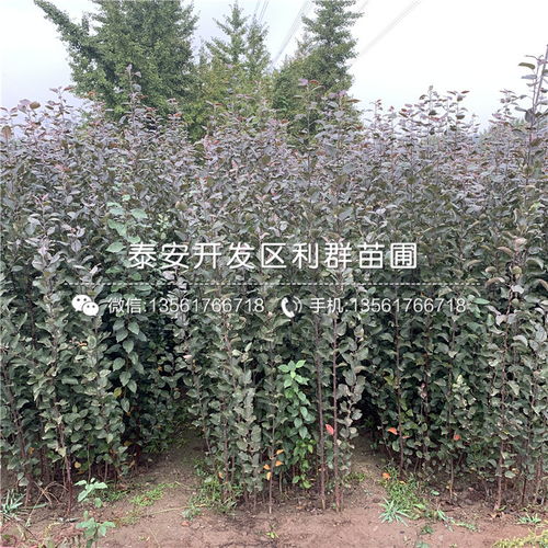 【山東煙富8號(hào)蘋(píng)果樹(shù)苗、煙富8號(hào)蘋(píng)果樹(shù)苗價(jià)格】- 