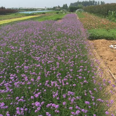 【鳳仙花價(jià)格 基地種植 青州鳳仙花營(yíng)養(yǎng)杯】 - 青州市御景花卉苗木專(zhuān)業(yè)合作社