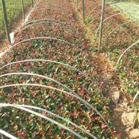 供應(yīng)紅葉石楠_米徑10公分_株洲種植地_高度300公分 | 株洲市新大地花卉苗木種植農(nóng)民專(zhuān)業(yè)合作社