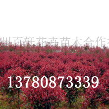  泰安富源花卉苗木公司 主營(yíng) 各種綠化苗木 各種綠