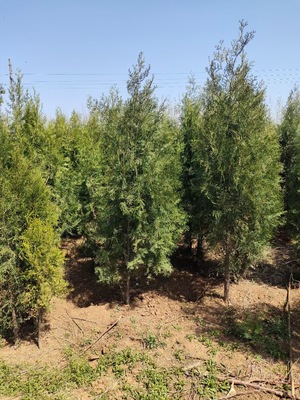 側(cè)柏種植基地 長秀花卉苗木基地 現(xiàn)挖現(xiàn)賣