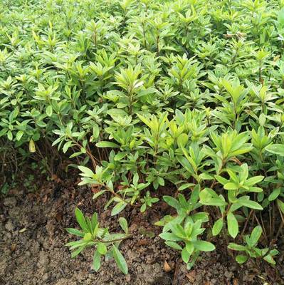 毛杜鵑球 廣東中山公園綠化用的花卉苗木批發(fā)價(jià)格 多少錢(qián)一棵