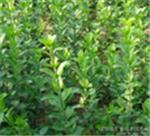 優(yōu)質(zhì)衛(wèi)矛首推青州森源花卉苗木 衛(wèi)矛種植基地-青州市森源花卉苗木提供優(yōu)質(zhì)衛(wèi)矛首推青州森源花卉苗木 衛(wèi)矛種植基地的相關(guān)介紹、產(chǎn)品、服務(wù)、圖片、價(jià)格衛(wèi)矛、小區(qū)綠化用苗、綠化工程用苗、小區(qū)綠化樹(shù)苗、青州綠化苗木基地、濰坊道路綠化樹(shù)苗、