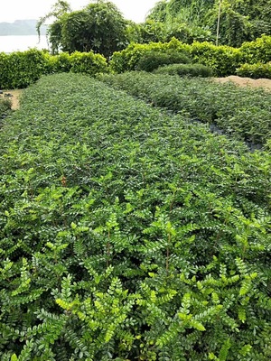 胡椒木地被七斤袋大袋農(nóng)戶(hù)直銷(xiāo) 貨源批發(fā)價(jià)園林綠化景觀(guān)植物
