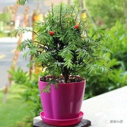 凈化室內(nèi)空氣特別棒的10種綠植