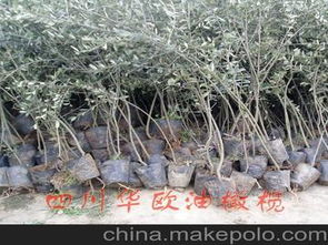 花卉種子種苗供應商,價格,花卉種子種苗批發(fā)市場 