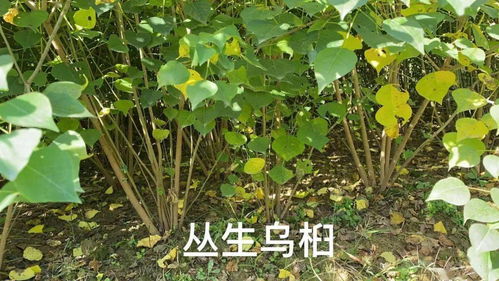 考察重點 2020 中苗會首屆烏桕產(chǎn)業(yè)發(fā)展論壇