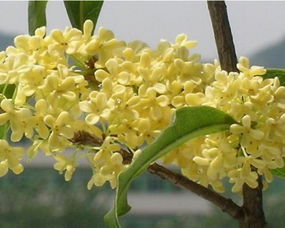 桂花樹(shù)圖片 桂花樹(shù)種植技術(shù)