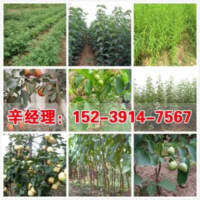 2021歡迎訪問 滎陽3公分蘋果樹苗苗圃 股份集團(tuán)