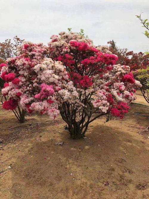 花卉苗木產(chǎn)業(yè)數(shù)字化進(jìn)程中誕生的一匹 黑馬 金華花木