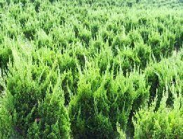 供應(yīng)山東青州麗穎花卉苗木基地是專(zhuān)業(yè)的龍柏種植基地_農(nóng)副產(chǎn)品_世界工廠網(wǎng)中國(guó)產(chǎn)品信息庫(kù)