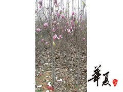 精品紅 黃玉蘭大量常年供貨,南陽玉蘭苗木花卉種植專業(yè)合作社 供應(yīng)產(chǎn)品 南陽玉蘭苗木花卉種植專業(yè)合作社