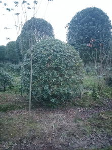 四川德陽樸樹種植技巧