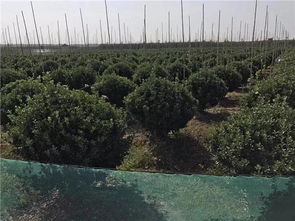 恭喜創(chuàng)景園林苗木直銷基地入駐苗木通平臺 致力精品苗木發(fā)展