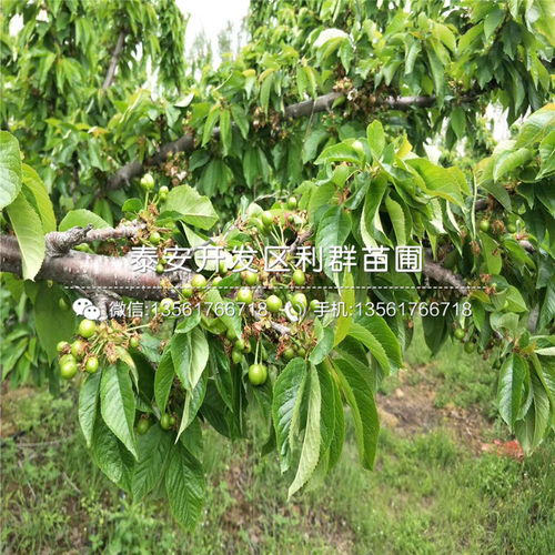 【美國一號櫻桃苗、美國一號櫻桃苗價格及基地】- 