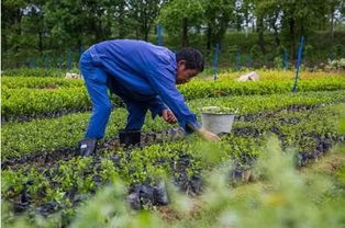 民營企業(yè)參與精準扶貧,碧桂園這樣做