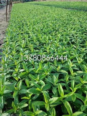 【山東宿根鼠尾草種植基地】?jī)r(jià)格,廠家,草花