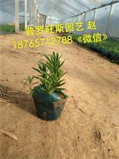 來(lái)普羅旺斯花卉苗木,買(mǎi)熱銷(xiāo)薰衣草 薰衣草批發(fā),來(lái)普羅旺斯花卉苗木,買(mǎi)熱銷(xiāo)薰衣草 薰衣草批發(fā)生產(chǎn)廠家,來(lái)普羅旺斯花卉苗木,買(mǎi)熱銷(xiāo)薰衣草 薰衣草批發(fā)價(jià)格